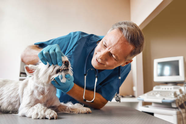 Best 24-Hour Emergency Dental Care in Port Isabel, TX